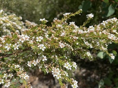 Astartea fascicularis