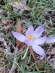 Crocus tommasinianus