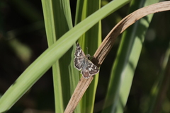 Burnsius orcynoides