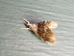 Glaphyria fulminalis