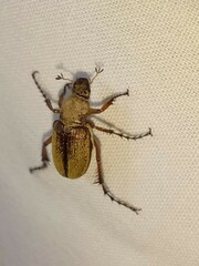 Macrodactylus subspinosus