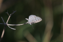 Leptotes cassius