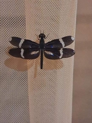 Zenithoptera lanei