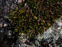 Grimmia ramondii