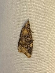 Platynota exasperatana