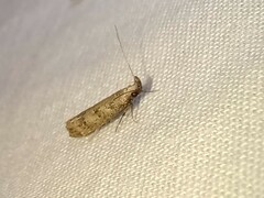 Dichomeris inversella