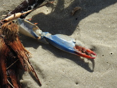 Callinectes sapidus