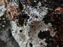 Lecanora rupicola