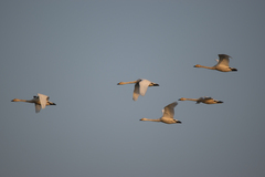 Cygnus columbianus