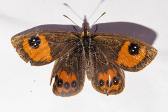 Argyrophenga antipodum