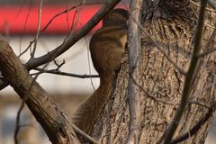 Callosciurus erythraeus