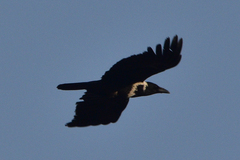 Corvus pectoralis
