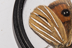 Argyrophenga antipodum