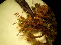 Orthotrichum tasmanicum tasmanicum