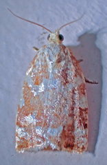 Archips semiferanus