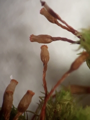 Orthotrichum tasmanicum tasmanicum