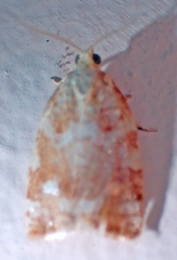 Archips semiferanus