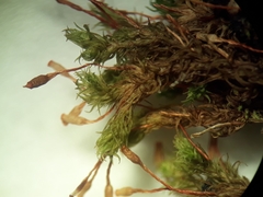 Orthotrichum tasmanicum tasmanicum