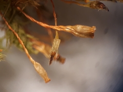 Orthotrichum tasmanicum tasmanicum