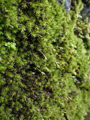 Racomitrium heterostichum