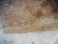 Orthotrichum tasmanicum tasmanicum