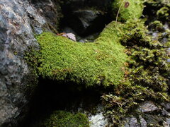 Amphidium californicum