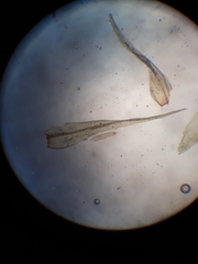 Orthotrichum tasmanicum tasmanicum