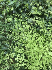 Adiantum raddianum