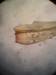 Orthotrichum tasmanicum tasmanicum