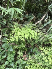 Adiantum raddianum