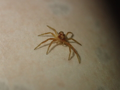 Philodromus rufus