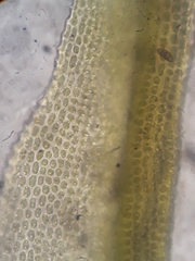 Orthotrichum tasmanicum tasmanicum