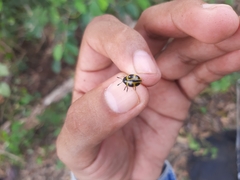 Aegithus quadrinotatus