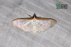 Palpita annulifer