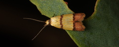 Heteroteucha translatella