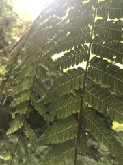 Alsophila setosa