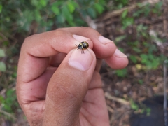 Aegithus quadrinotatus