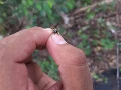 Aegithus quadrinotatus