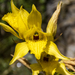 Chloraea barbata - Photo (c) Mirko Ramos Leiva, algunos derechos reservados (CC BY-NC), subido por Mirko Ramos Leiva