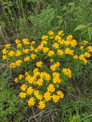 Lithospermum caroliniense