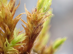 Orthotrichaceae