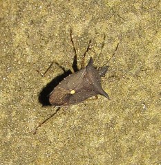 Proxys albopunctulatus