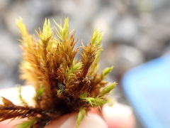 Orthotrichaceae