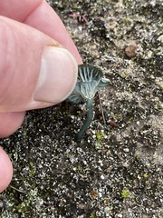 Arrhenia chlorocyanea