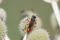 Sphecini