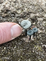 Arrhenia chlorocyanea