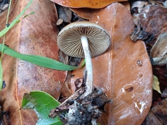 Psilocybe allenii