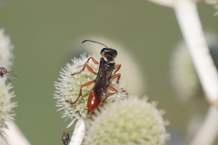 Sphecini
