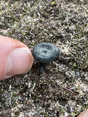 Arrhenia chlorocyanea