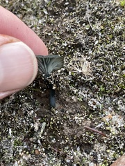 Arrhenia chlorocyanea